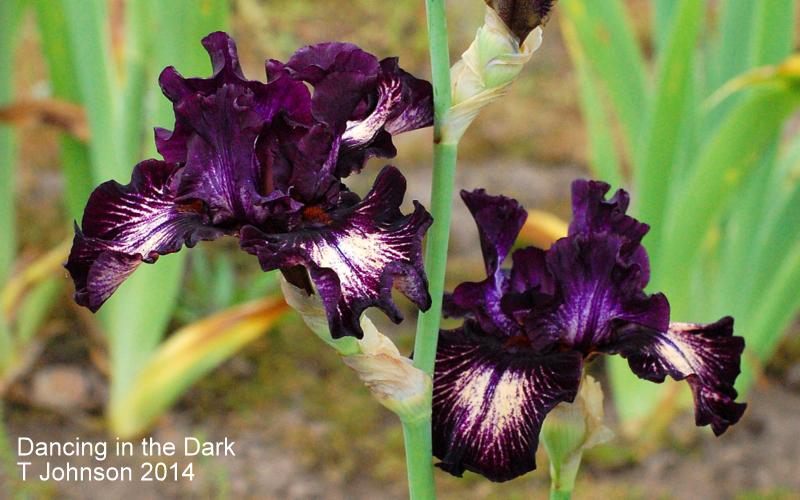 Photo of Tall Bearded Iris (Iris 'Dancing in the Dark') uploaded by coboro