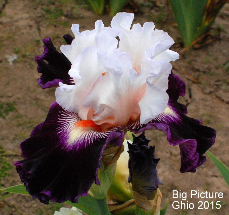Photo of Tall Bearded Iris (Iris 'Big Picture') uploaded by coboro