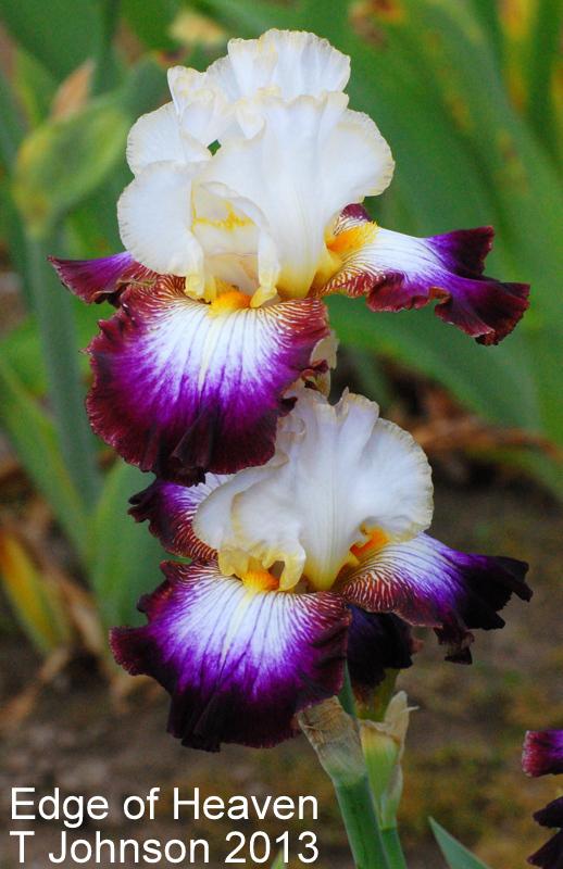 Photo of Tall Bearded Iris (Iris 'Edge of Heaven') uploaded by coboro