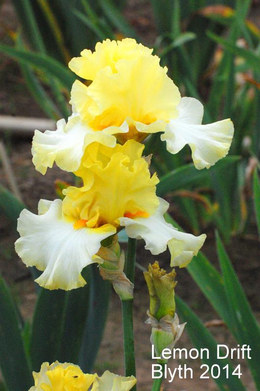 Photo of Tall Bearded Iris (Iris 'Lemon Drift') uploaded by coboro