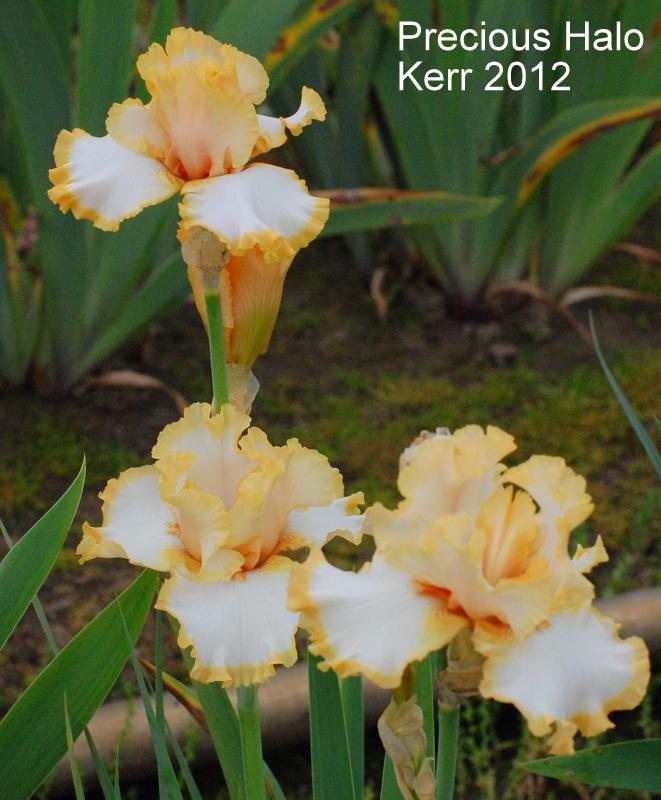 Photo of Tall Bearded Iris (Iris 'Precious Halo') uploaded by coboro