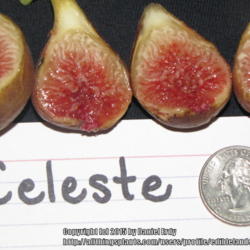
Ripe Celeste figs