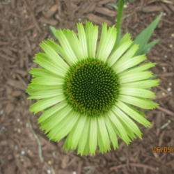 Location: HOME CONEFLOWER GARDEN
Date: 2015-06-05
UNIQUELY DIFFERENT COLOR FOR CONEFLOWERS