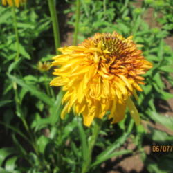 Location: HOME CONEFLOWER GARDEN
Date: 2015-06-07
TALL, UNIQUE, VERY  COLORFUL...BLENDS WELL IN THE BACK...