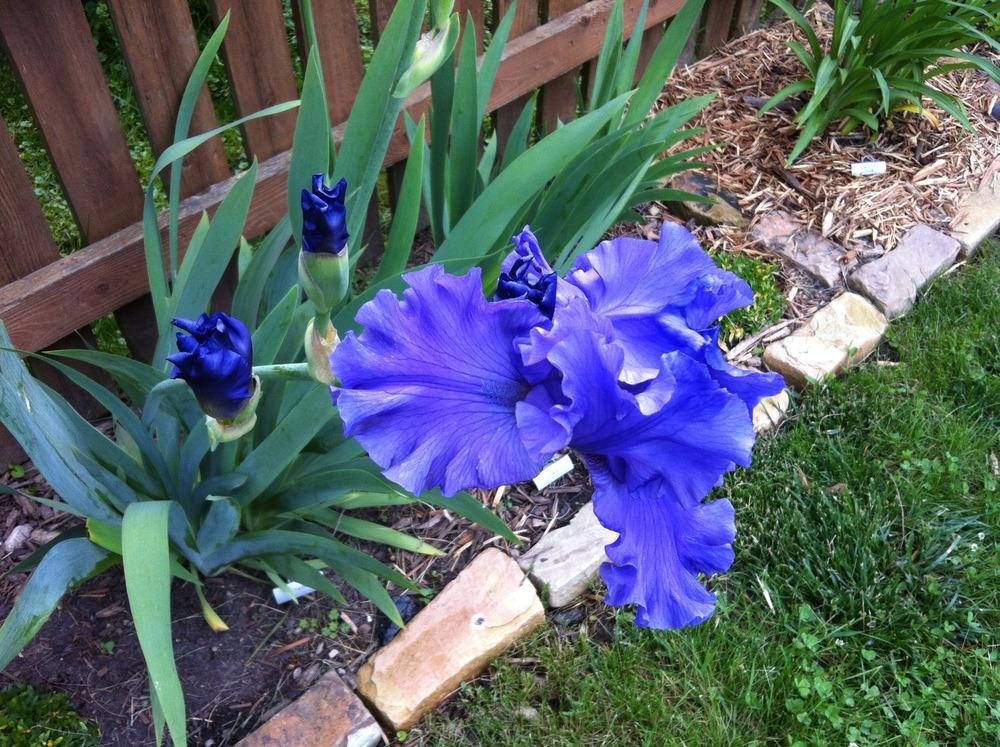 Photo of Tall Bearded Iris (Iris 'Breakers') uploaded by ljb5966