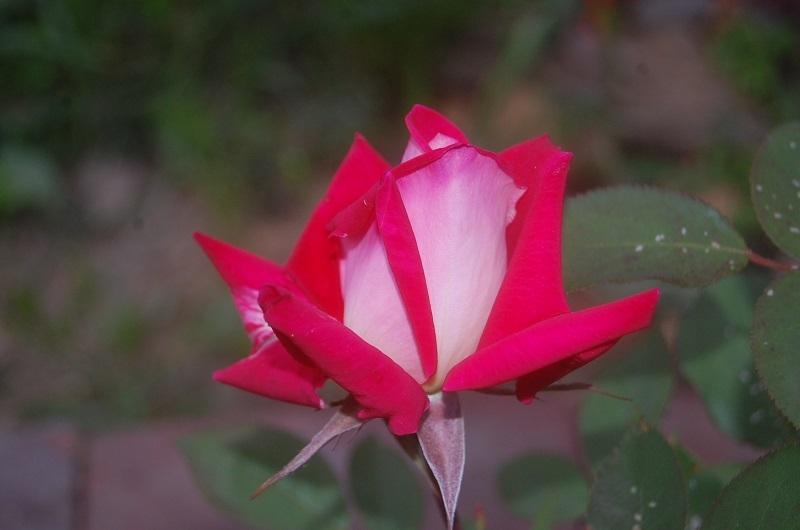 Photo of Rose (Rosa 'Love') uploaded by pixie62560