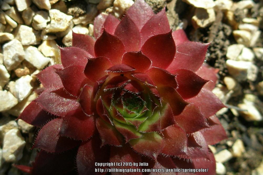 Photo of Hen and Chicks (Sempervivum 'Granat') uploaded by springcolor