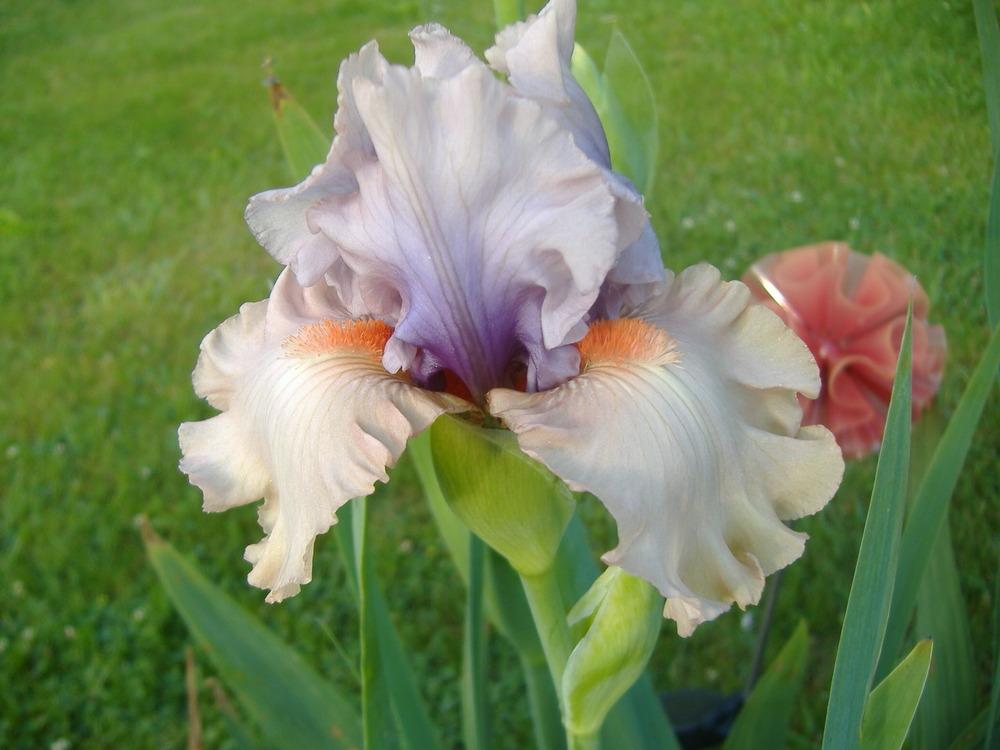 Photo of Tall Bearded Iris (Iris 'Lunch in Madrid') uploaded by tveguy3
