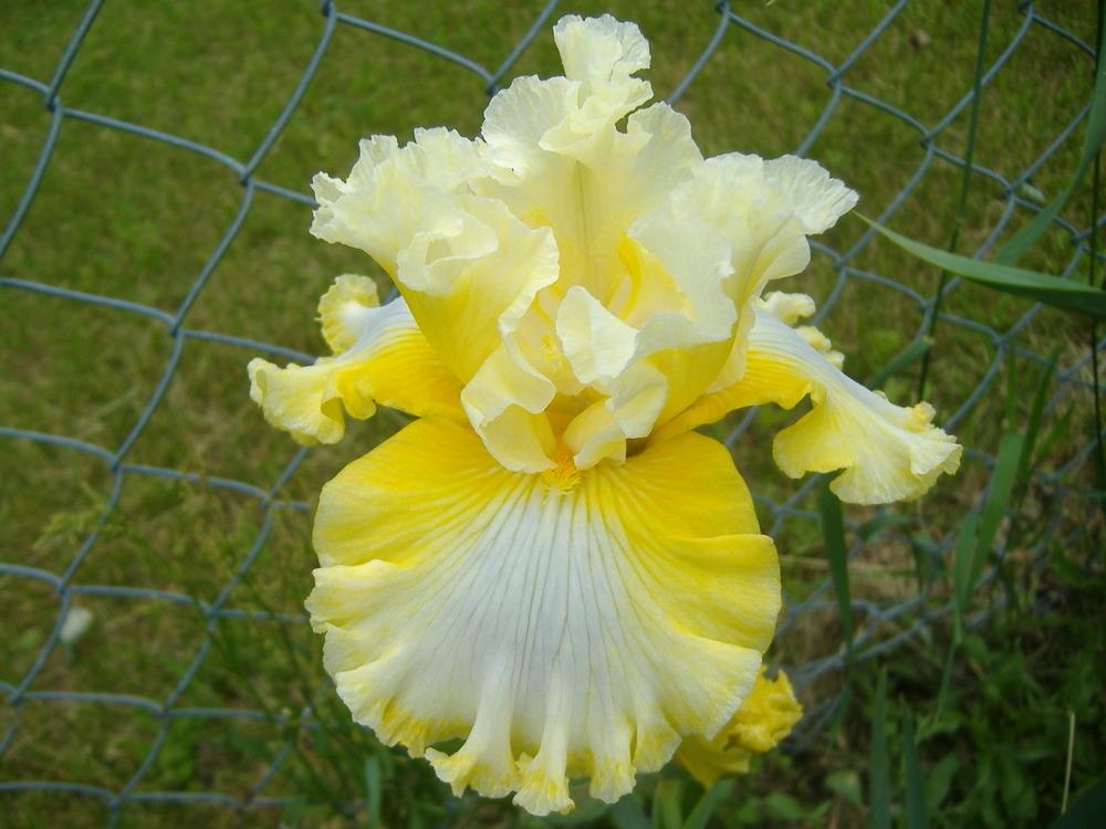 Photo of Tall Bearded Iris (Iris 'Yours Truly') uploaded by tveguy3