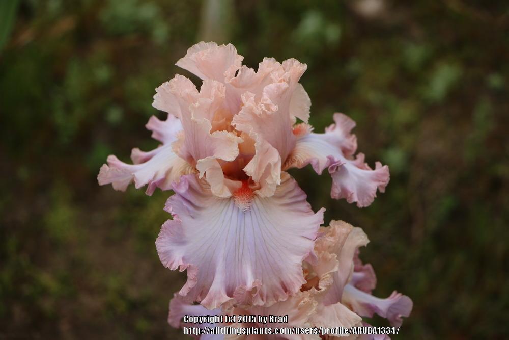 Photo of Tall Bearded Iris (Iris 'Cameo Minx') uploaded by ARUBA1334