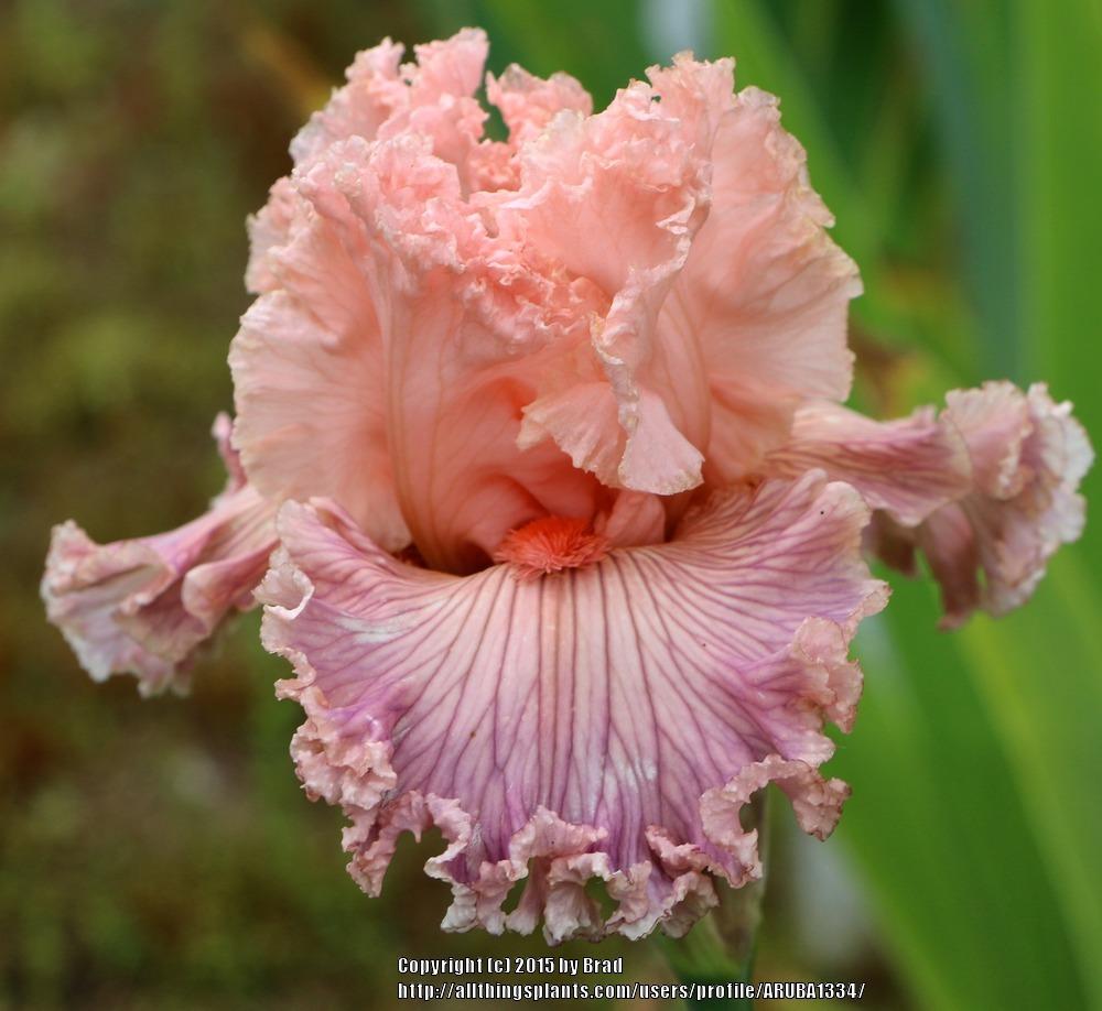Photo of Tall Bearded Iris (Iris 'Georgette Silk') uploaded by ARUBA1334