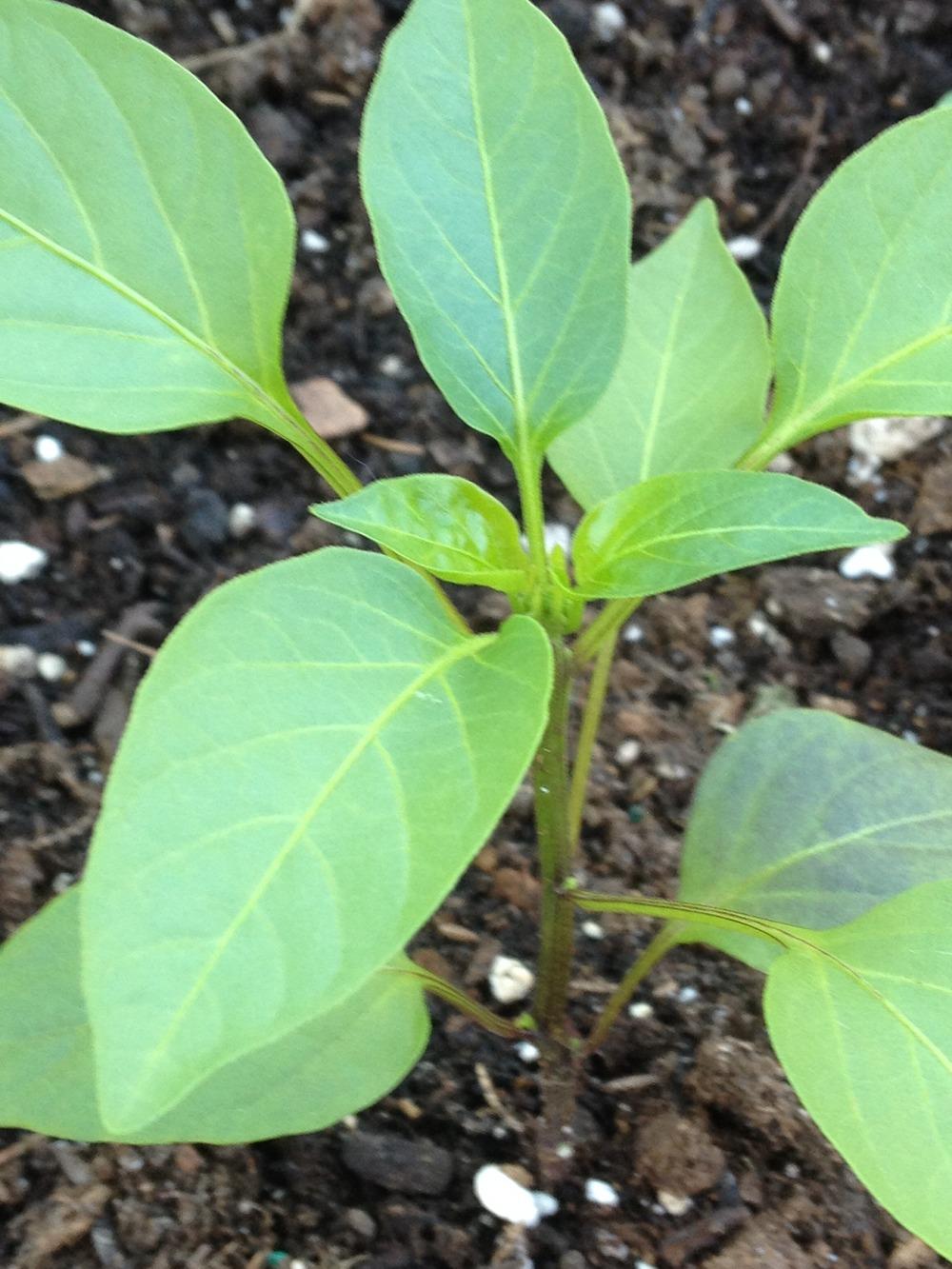 Photo of Jalapeno Pepper (Capsicum annuum 'Jalafuego') uploaded by Anderwood