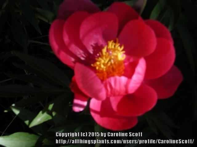 Photo of Peony (Paeonia 'Coral Fay') uploaded by CarolineScott