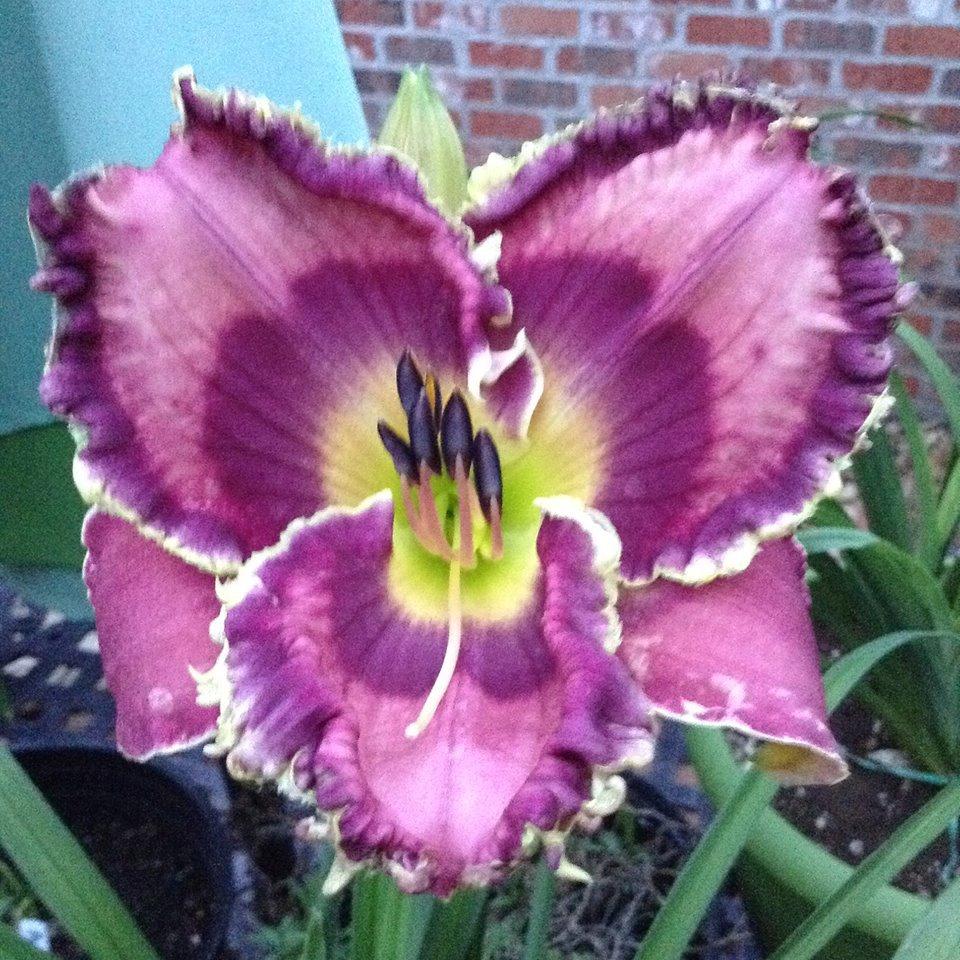 Photo of Daylily (Hemerocallis 'God Save the Queen') uploaded by Jadestar09