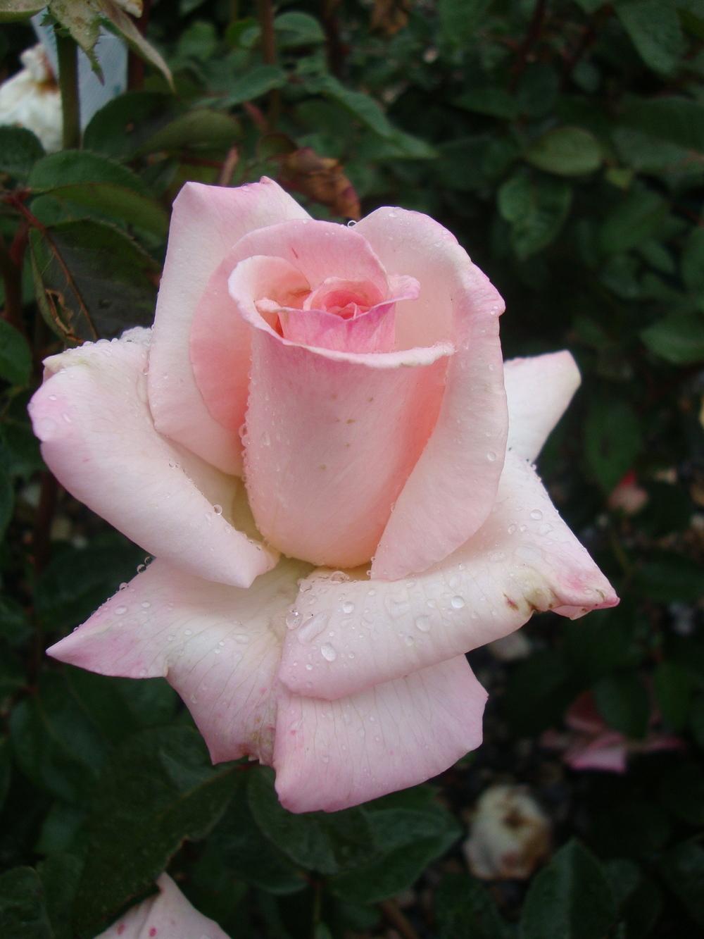 Photo of Rose (Rosa 'Pink Promise') uploaded by Paul2032