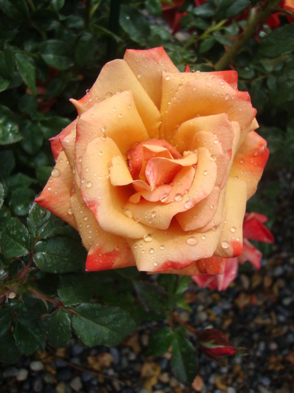 Photo of Rose (Rosa 'Remember Me') uploaded by Paul2032