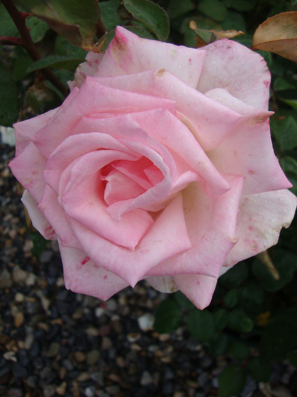 Photo of Rose (Rosa 'Pink Promise') uploaded by Paul2032
