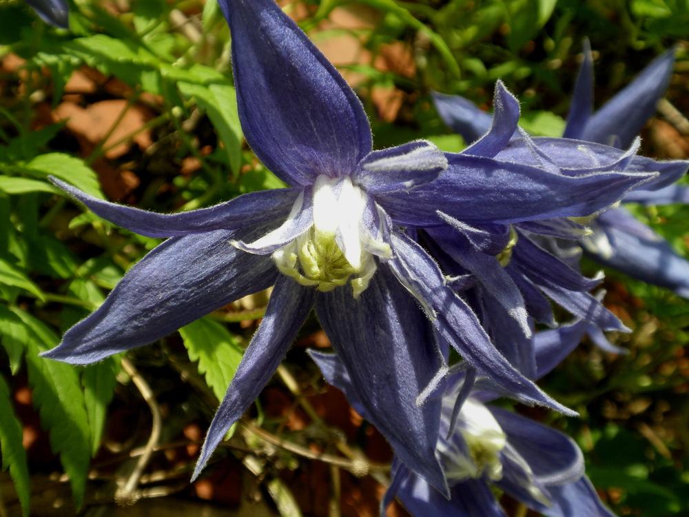 Photo of Clematis (Clematis macropetala 'Lagoon') uploaded by admin