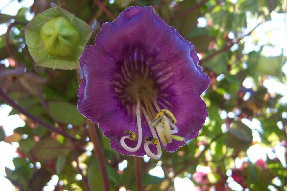 Photo of Cup and Saucer Vine (Cobaea scandens) uploaded by admin