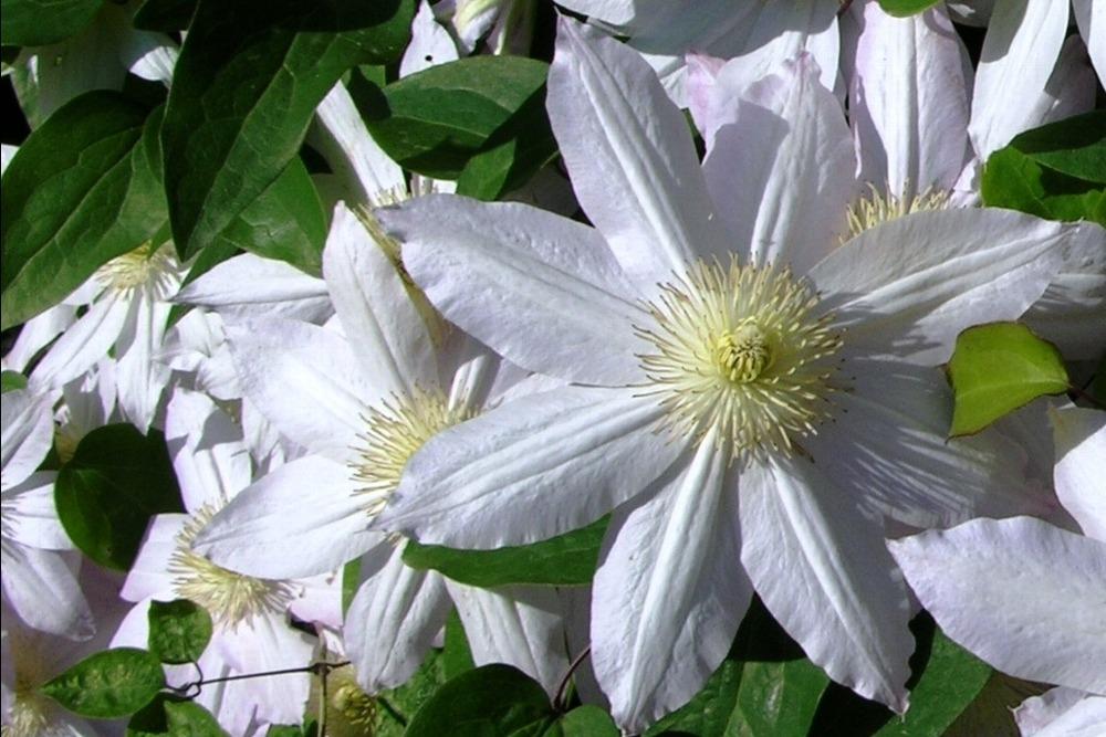 Photo of Clematis 'Sakurahime' uploaded by admin