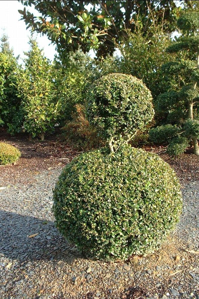 Photo of Common Boxwood (Buxus sempervirens) uploaded by admin