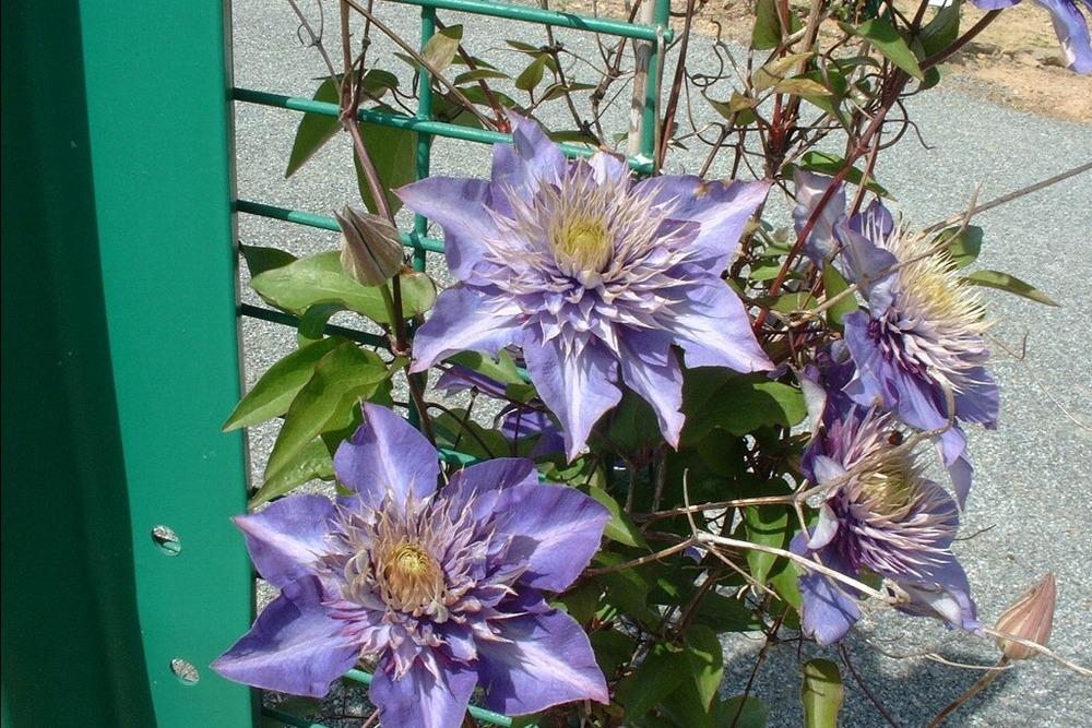 Photo of Clematis 'Multi Blue' uploaded by admin