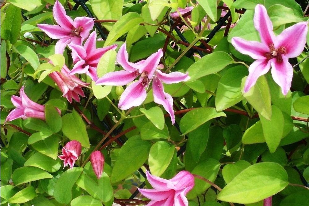 Photo of Clematis (Clematis texensis 'Duchess of Albany') uploaded by admin