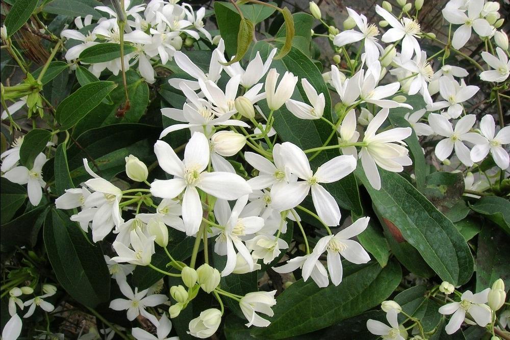 Photo of Clematis (Clematis armandii) uploaded by admin
