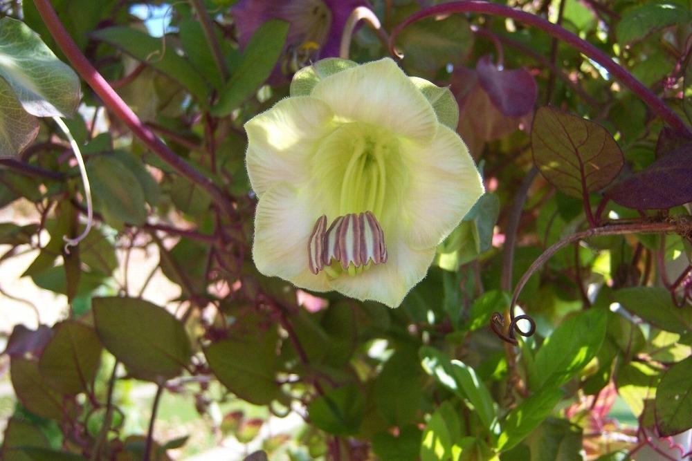 Photo of Cup and Saucer Vine (Cobaea scandens) uploaded by admin