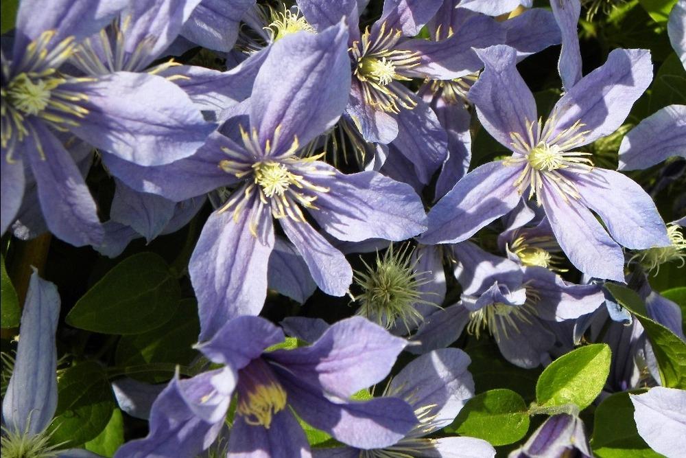Photo of Clematis 'Arabella' uploaded by admin