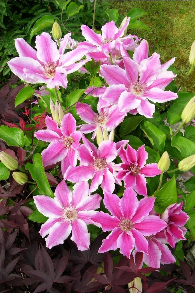 Photo of Clematis 'Carnaby' uploaded by admin