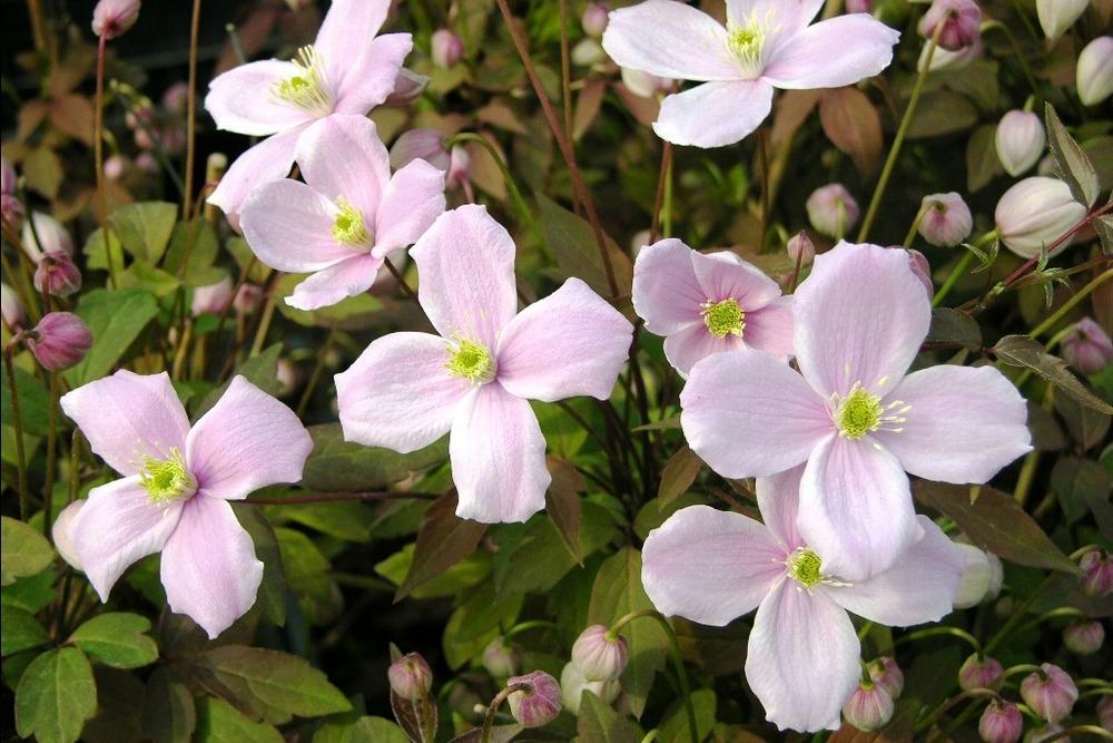 Photo of Clematis (Clematis montana 'Mayleen') uploaded by admin