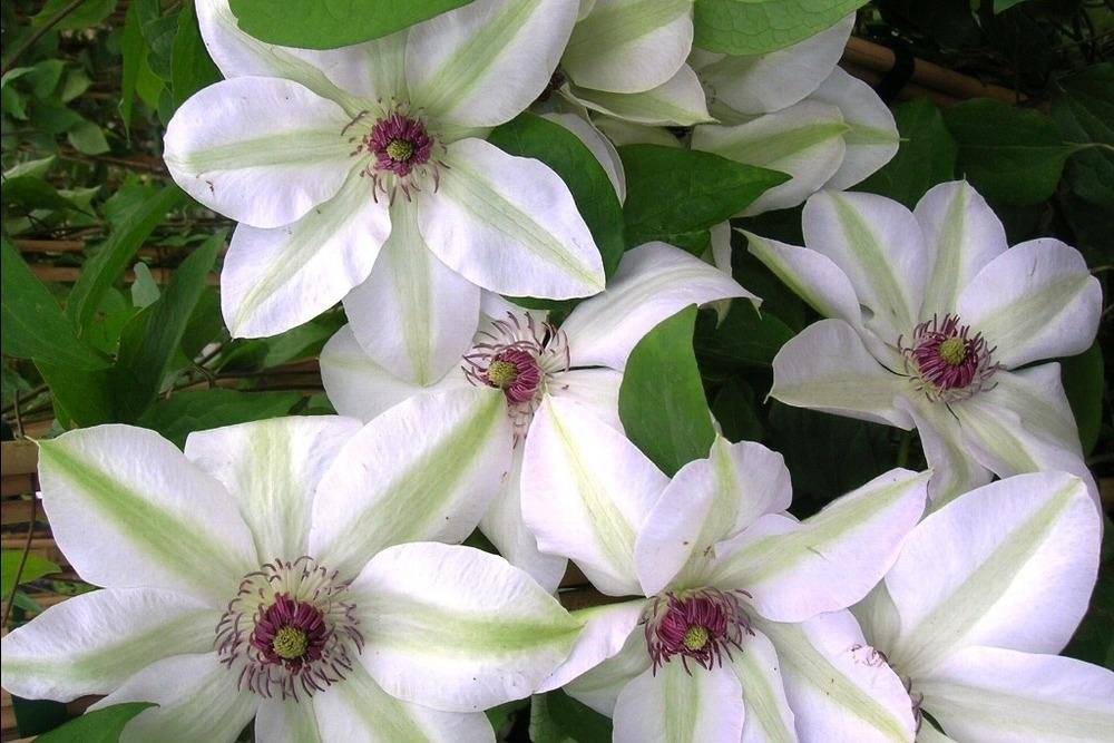Photo of Clematis 'Miss Bateman' uploaded by admin