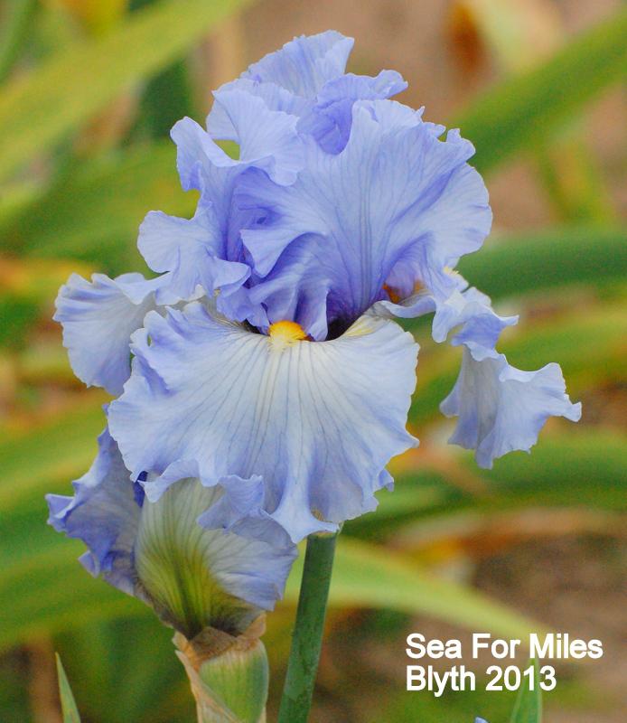 Photo of Tall Bearded Iris (Iris 'Sea for Miles') uploaded by coboro