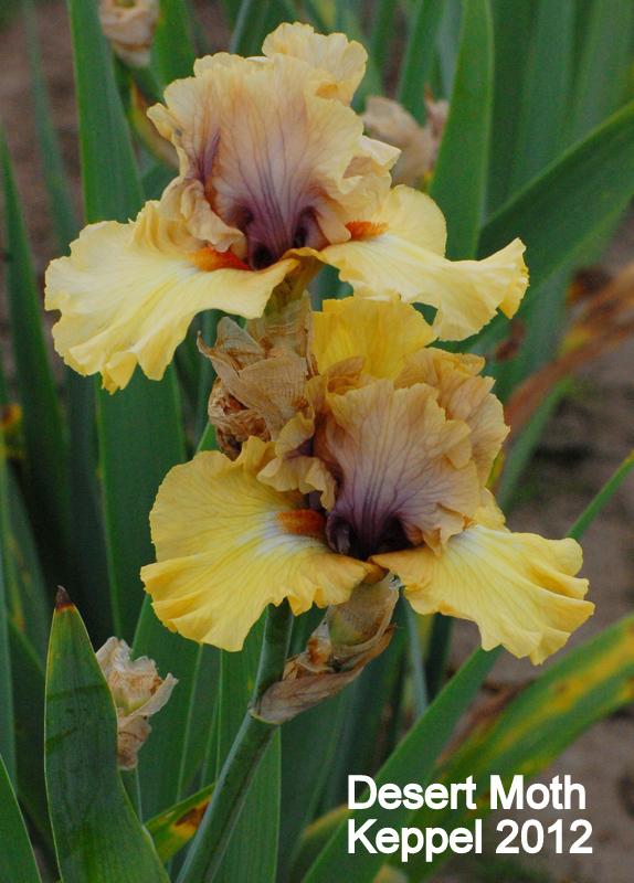 Photo of Tall Bearded Iris (Iris 'Desert Moth') uploaded by coboro