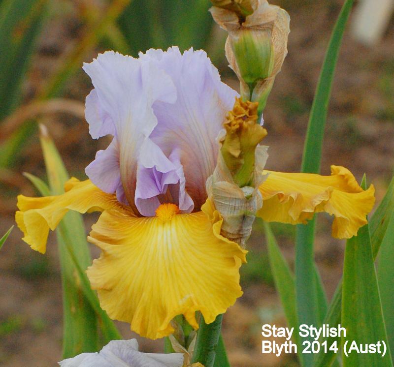 Photo of Tall Bearded Iris (Iris 'Stay Stylish') uploaded by coboro