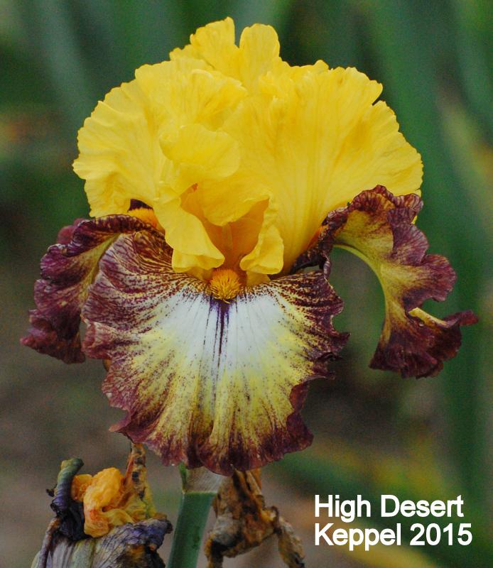 Photo of Tall Bearded Iris (Iris 'High Desert') uploaded by coboro