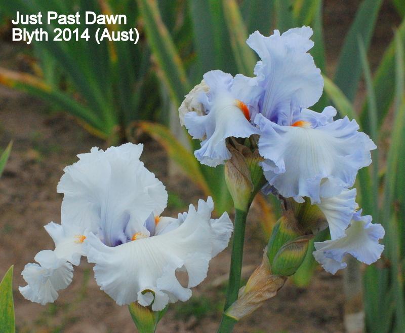 Photo of Tall Bearded Iris (Iris 'Just Past Dawn') uploaded by coboro
