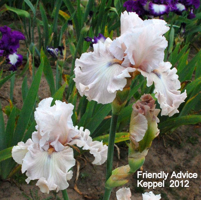 Photo of Tall Bearded Iris (Iris 'Friendly Advice') uploaded by coboro
