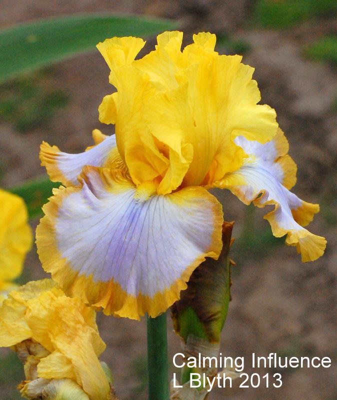 Photo of Tall Bearded Iris (Iris 'Calming Influence') uploaded by coboro