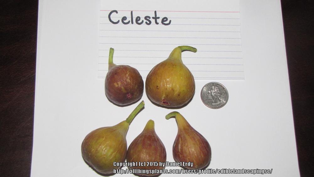 Photo of Edible Fig (Ficus carica 'Celeste') uploaded by ediblelandscapingsc