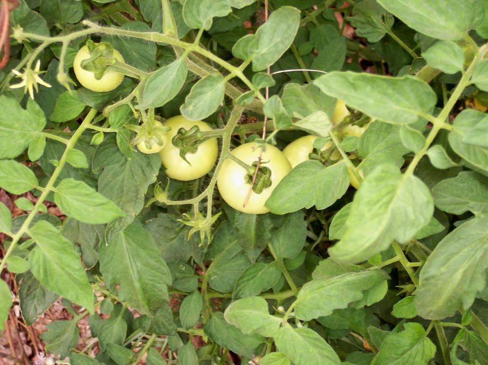 Photo of Tomato (Solanum lycopersicum 'PS 01522942') uploaded by farmerdill
