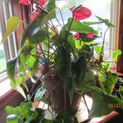 Location: Omaha, N.E
Date: 2015-06-07
My ever blooming  Anthurium