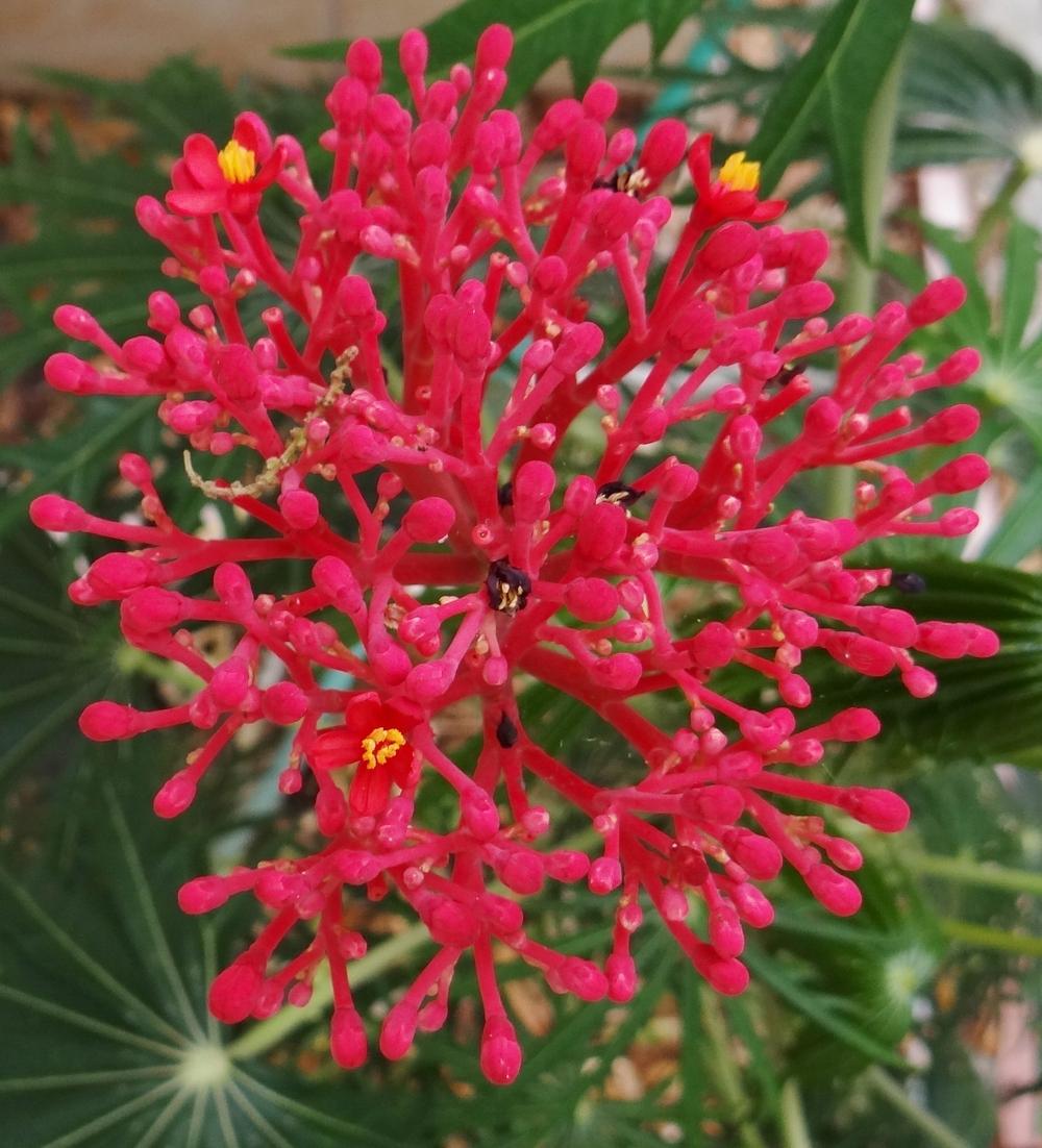 Photo of Coral Plant (Jatropha multifida) uploaded by hawkarica
