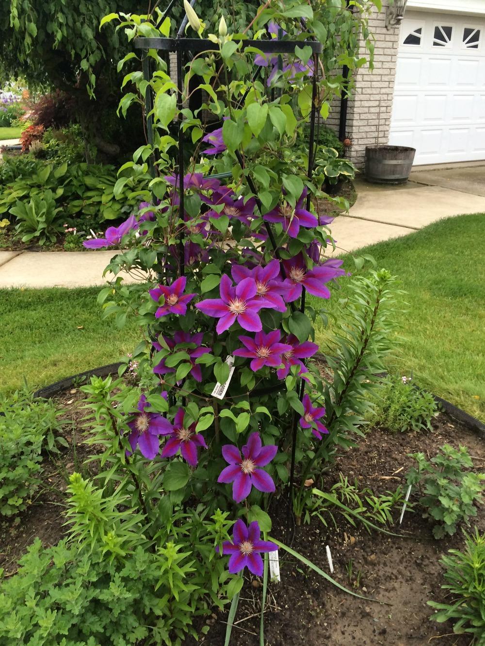 Photo of Clematis Anna-Louise™ uploaded by jvdubb