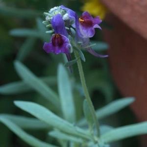 grown from 'Lindeza Violet' seed