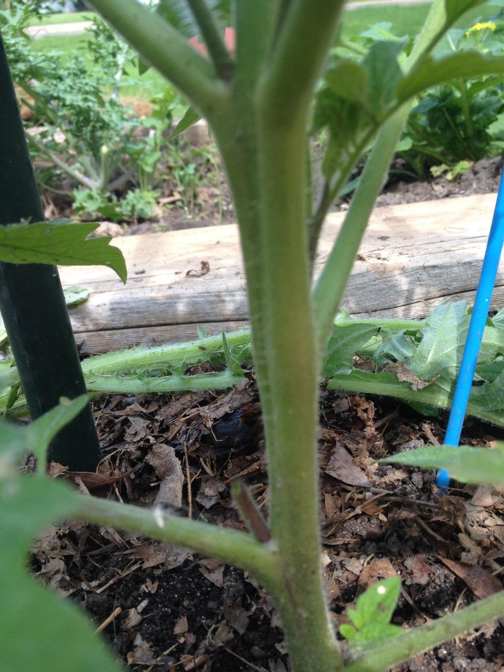 Photo of Tomato (Solanum lycopersicum 'Black Krim') uploaded by Anderwood