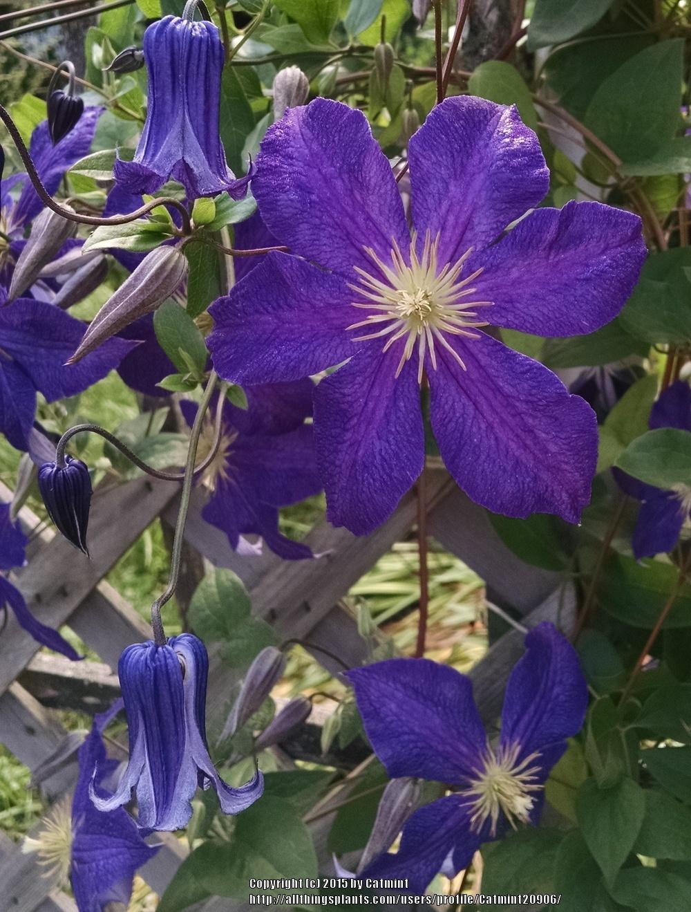 Photo of Clematis uploaded by Catmint20906