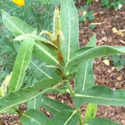 Location: Hamilton Square Perennial Garden, Historic City Cemetery, Sacramento CA.
Date: 2015-06-10
Oleander Aphid, Aphis nerii on Asclepias speciosa with, finally, 