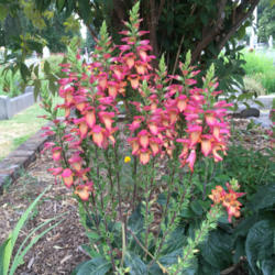 Location: Hamilton Square Perennial Garden, Historic City Cemetery, Sacramento CA.
Date: 2015-06-10
The main flower stalk has been "deadheaded" to encourage this sec